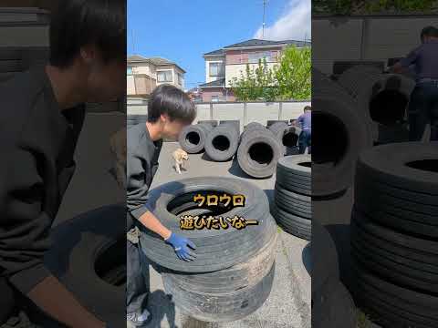 タイヤのおじちゃんに遊んでもらえないとこうなります。 #ゴールデンレトリバー #大型犬のいる生活 サムネイル