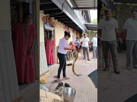 भला मोठा साप येऊन बसला घराजवळ 😱🐍 Big size Rat snake rescue 😱🐍