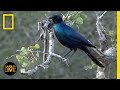 Wildlife Behavior and Ecosystem Roles