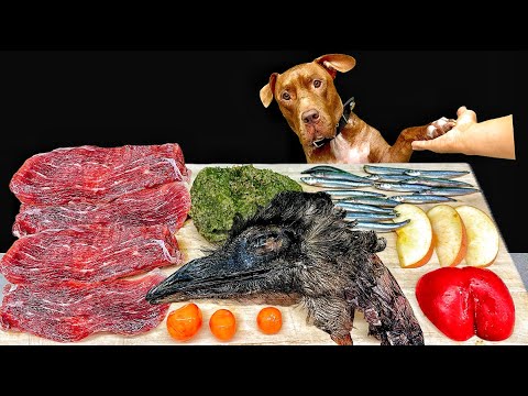 Dog Mukbang | Pitbull Eats a Variety of Rare Ingredients