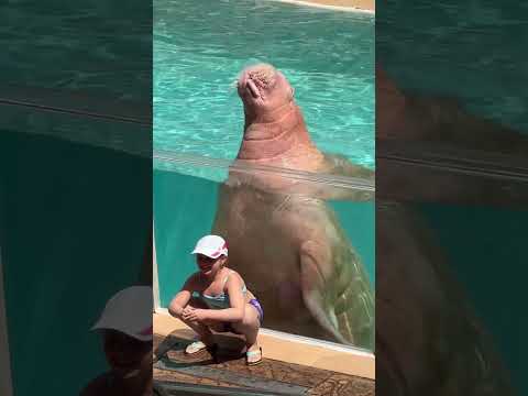 Splashing walrus
