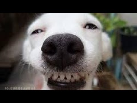 🐾💥💫¡¡¡LOS😍VIDEOS🐺DEL😱PERROS🐶MÁS🤩PERRONES💖EL🤯TIKTOK🧑🏼‍💻MUNDO!!!🪽💥🐾#videosderisa#video#dog#funny#perro