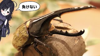 【まずは購入】ヘラクレス食べて甲虫王者の座に就こうと思う【みてるよみてる】