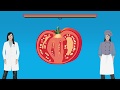 Tomatoes: Fruit or Vegetable?