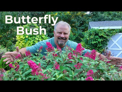 Growing Better Butterfly Bushes: Varieties We Love & How We Maintain Them