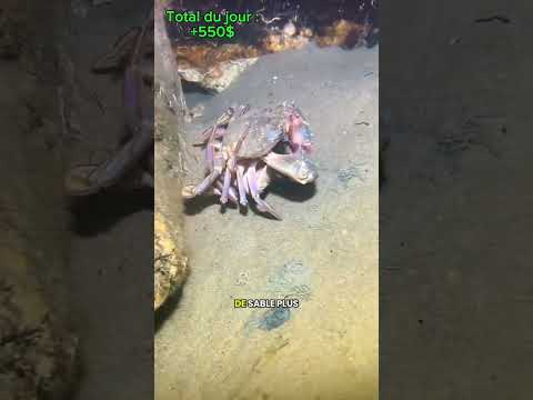 #mer #animaux #ocean #poisson #peche