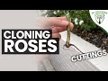 Plant Propagation Techniques and Care