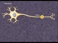 Exploring the Nerve Impulse Mechanism
