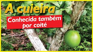 Eu vou tomar um tacacá: A cuieira ou coité