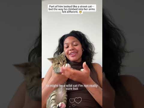 This little cat climbed right up! 🐾🐱#rescue #heartwarming #lovestory #fyp #animalrescue #family