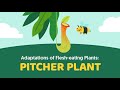 Carnivorous Plants: Adaptations and Features