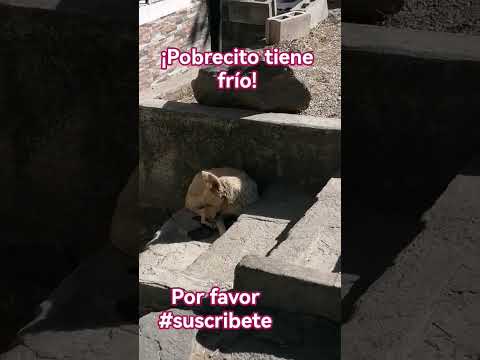Perrito abandonado con FRÍO en la CALLE