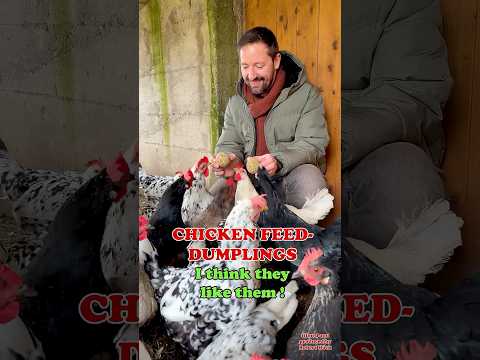 Futterknödel speziell für Hühner! Unsere Exchequer Leghorn, Silverudds Blå und Marans lieben sie