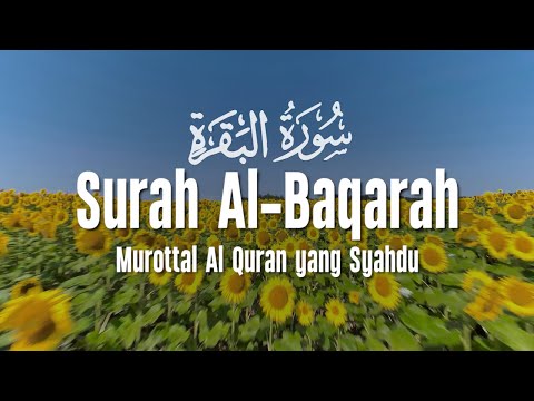 SURAH AL BAQARAH - Setan Kabur dari Rumah - Penenang Hati dan Pikiran - Ahmad Al Shalabi