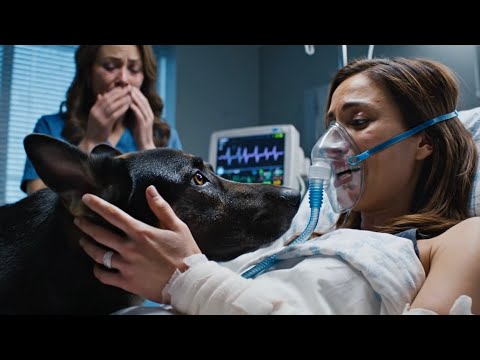 Doctor Was About to Kill a Critically Injured Officer — But Her Dog Changed Everything