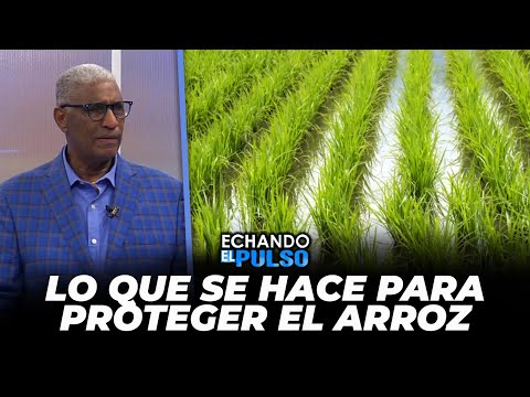 Johnny Vásquez | "Lo que hay que hacer para proteger la producción de arroz" | Echando El Pulso