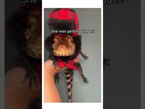 I accidentally raised a crocodile! #wholesome #cute #animals #story #shorts #crocodile #wildlife