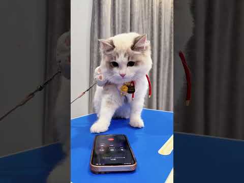 小猫救了哈莉奎因#火影忍者#joker#cosplay#shorts