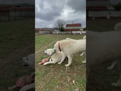 Akbaş hiyerarşi kavga kangal Akbash hierarchical fights on dogs kardeş kavgası fight dog