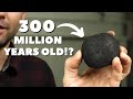 Understanding Coal Formation and Environmental Impact