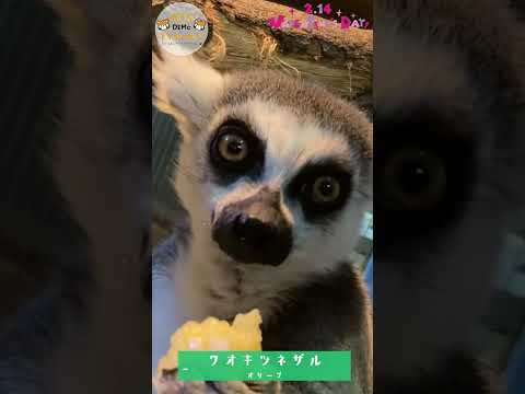 【日本平動物園】おうちDEMOどうぶつえん『ハッピーバレンタイン♪in日本平動物園 小型サル舎編』