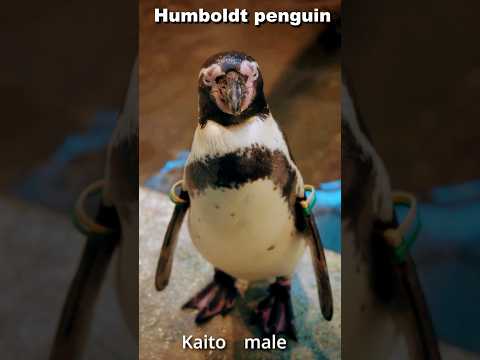 鳴き合うフンボルトペンギン Penguin call #Humboldtpenguin #shorts