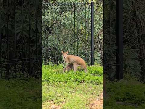 ഓസ്ട്രേലിയൻ കങ്കാരു #kangaroo #australianjeevitham