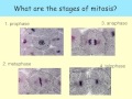 Mitosis and Cell Cycle Concepts