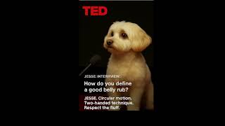 Q&A with Jesse Strauss on his TED Talk on belly rubs.