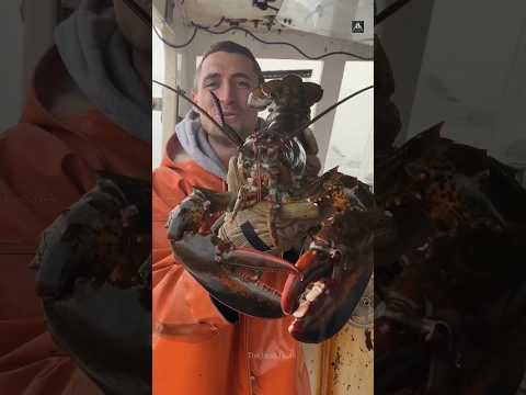 lobster🤨#shorts