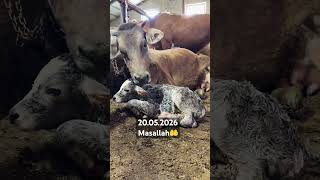 #cow #baki #angus #doğum #montofon