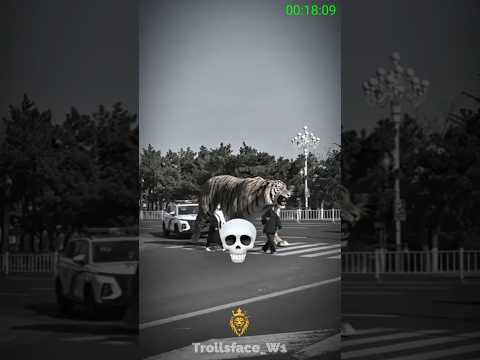 you are not afraid of animals #shorts #ytshorts #animals #animalshorts #shark #explore