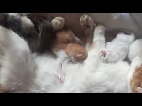 5 Kity and one Amazing MumCat 15 days together