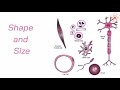 Cell Structure and Function Concepts