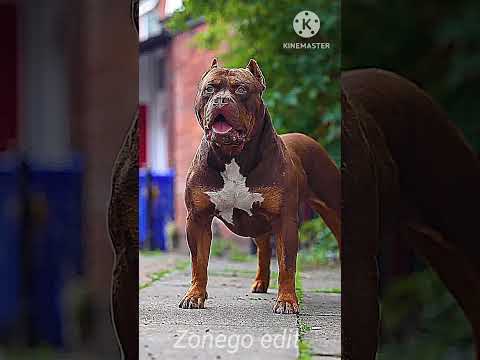 Dogs Go BEAST Transformation ☠️