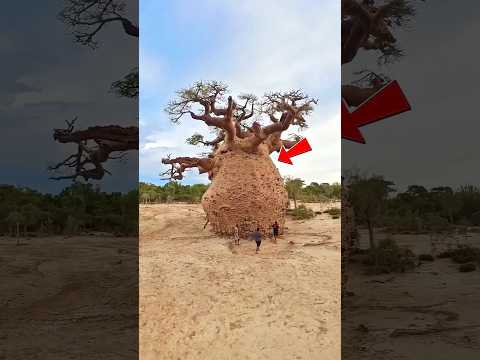 Why are baobab trees so important? #shortsfeed