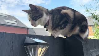 🐈🐈🐈🐈🐈