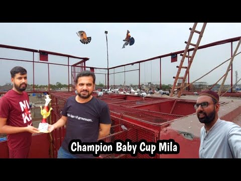 Bahadur Baby Pigeon Cup Mila Sath Training | Hashim Mahmood Pigeons
