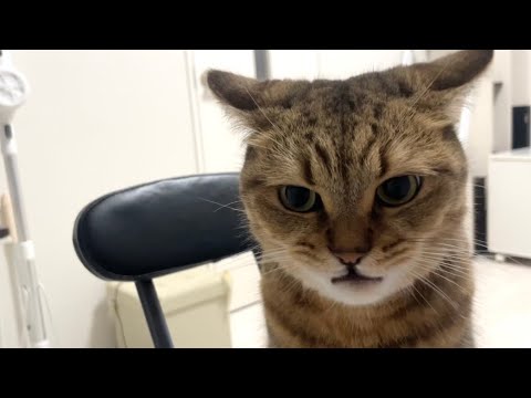 猫の動画サムネイル - 悪い顔してオヤツを狙ってかぶりつく猫がヤバい…