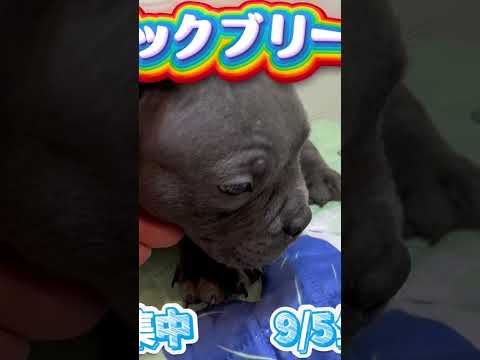 家族募集中 #エキゾチックブリー