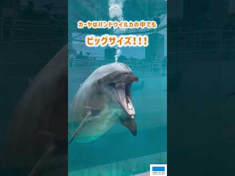 猫の動画サムネイル - バンドウイルカのカーヤ🐬