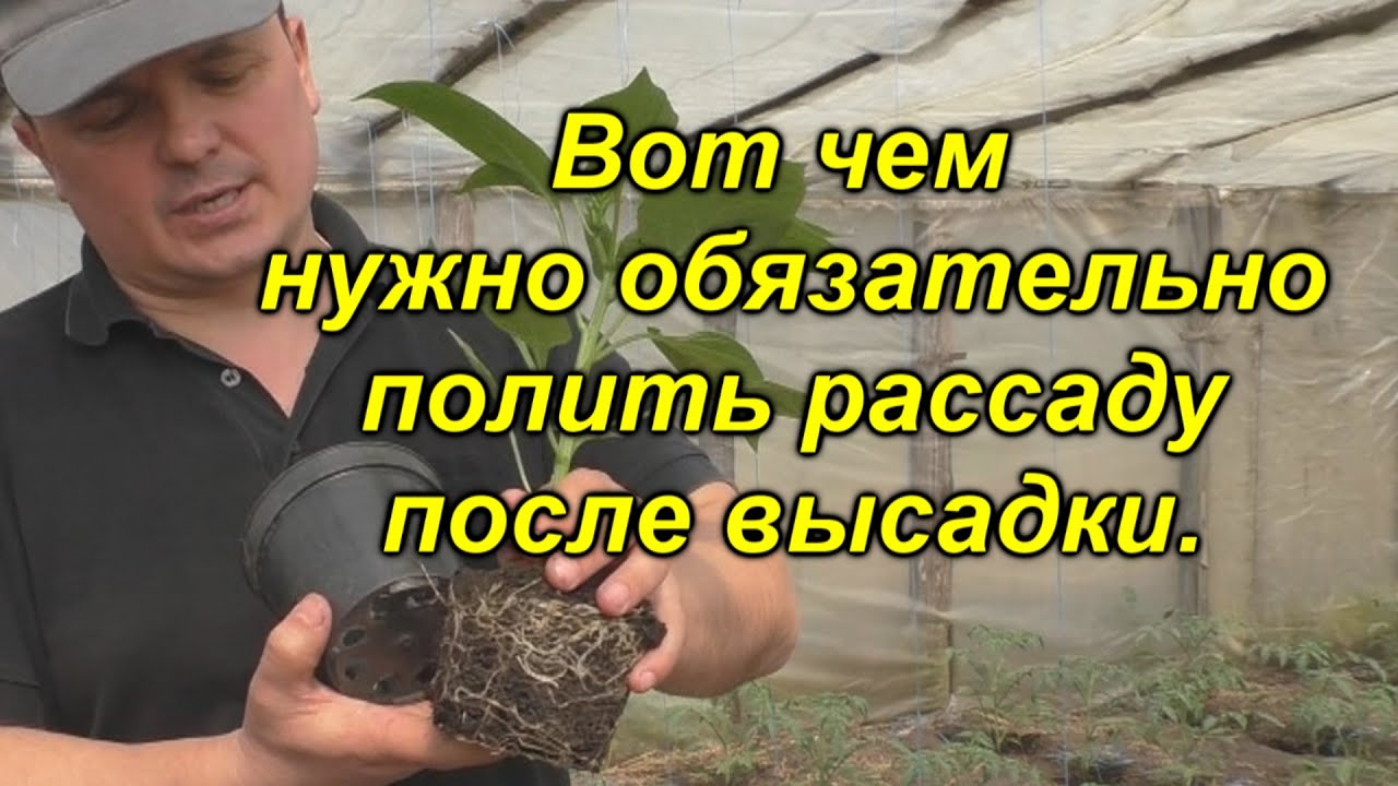 Поливаем высаженную рассаду ЭТИМ средством сейчас и летом она будет здоровой от гнилей