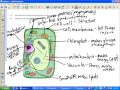 Exploring Cell Transport Mechanisms