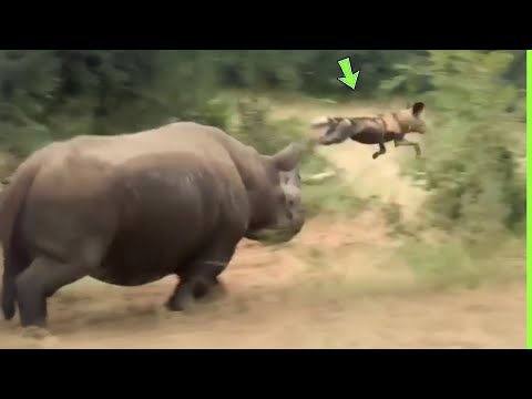 CÃO SELVAGEM PAGA O PREÇO POR TER ATACADO RINOCERONTE
