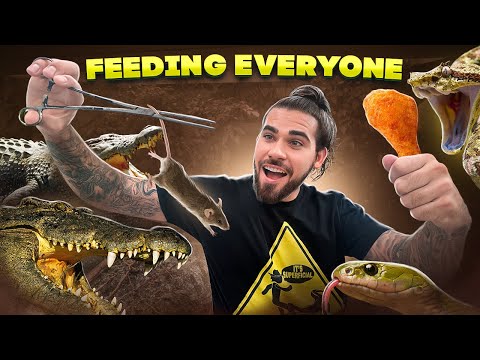 FEEDING All of my VENOMOUS Snakes and CROCODILES!