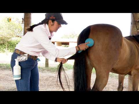 Cuidados com o rabo e a crina do seu cavalo e como trançar