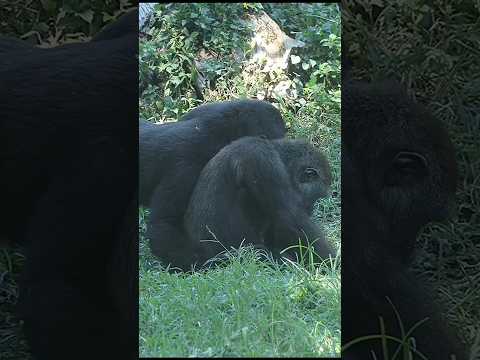 台北動物園で見られる金剛猩猩兄弟の心温まる瞬間 サムネイル
