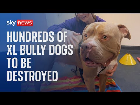 Hundreds of XL bully dogs to be destroyed at end of year