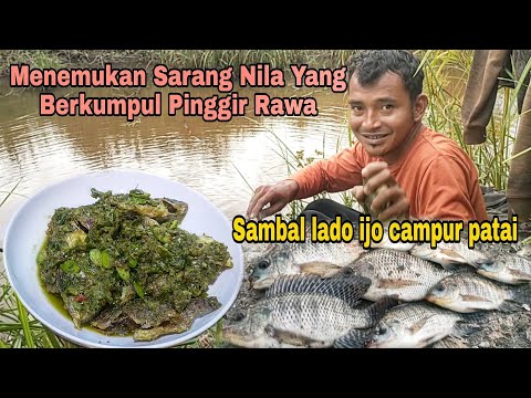 Menemukan Sarang Nila Yang Berkumpul Pinggir Rawa || Sambal lado ijo campur petai