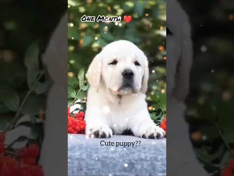 one month to one year puppy to dog ❤️🥰#subscribe #sehar